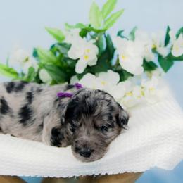 Bordoodle Puppies from 2J 2K Bordoodles