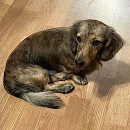 Teddy - Dachshund