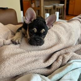 Raven - Black and tan female French Bulldog puppy in Whitefish, Montana from Black Diamond Frenchies