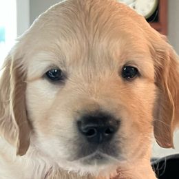 Boy 4 - Light golden male Golden Retriever puppy in Liberty, Kentucky from Janean's Golden Retrievers