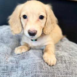 Sunny - Cream male Dachshund puppy in Bradenton, Florida from Winsor Family Dachshunds
