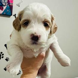 Vixen - Blenheim female Cavapoo puppy in Bradenton, Florida from Christianna’s Mini Goldendoodles