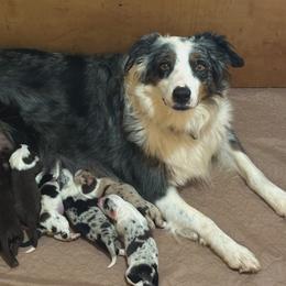Molly Mae - Australian Shepherd