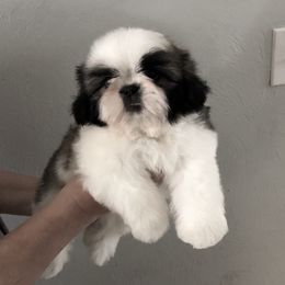 Shih Tzu Puppies from All That