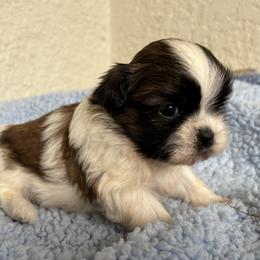 Chip - Tricolor male Shih Tzu puppy in Weeki Wachee, Florida from Svitlana Geist