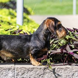 Ace - Dachshund