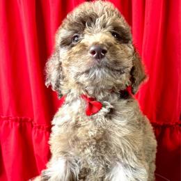 Huckleberry - Merle male Labradoodle puppy in Candler, North Carolina from Maple Bakin’ Doodles