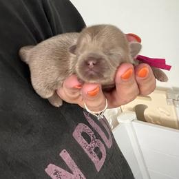 Chai - Lilac female Shih Tzu puppy in Connersville, Indiana from Sugar and Spice Shihtzus