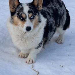 American Corgi and Pembroke Welsh Corgi All Grown Up from Woodwick Corgis
