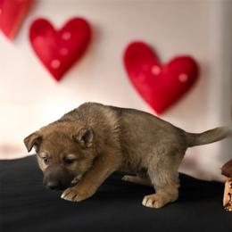 Sable Male 1 - Sable male German Shepherd puppy in Tafton, Pennsylvania from Pocono GSD