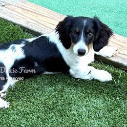 Phoebe - Dachshund