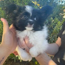 Papillons from Pippy Le Pip Papillons