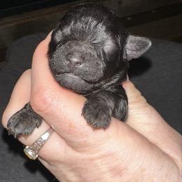 Cairo - Brown male Poodle puppy in Travelers Rest, South Carolina from Cotton Top