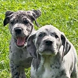 Great Dane Puppies from BkB’s House of Danes