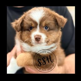 Dublin - Red tri-color male Miniature American Shepherd puppy in Arcanum, Ohio from Sunset Hill Mini & Toy Aussies