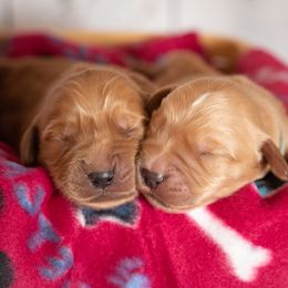 Golden Retriever Puppies from SK Golden Retrievers