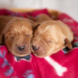 Golden Retriever Puppies from SK Golden Retrievers