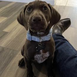 German Shorthaired Pointer Puppies from Nash Kennels