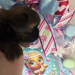 Toffee - Brindle female Shih Tzu puppy in Russellville, Kentucky from The Patriot Tzu