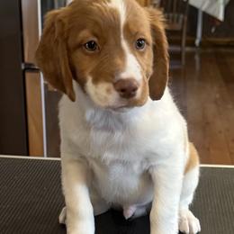 Purple boy-Freddie - Orange and white male Brittany puppy in Chehalis, Washington from Black River Brittany’s