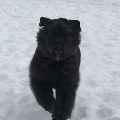 Merlin - Bouvier des Flandres