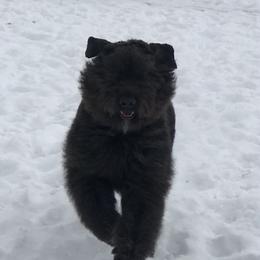 Merlin - Bouvier des Flandres