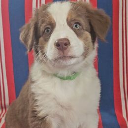 Velvet - Red tri-color female Australian Shepherd puppy in Vona, Colorado from Dyna Aussies