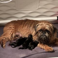 Abraham - Black male Brussels Griffon puppy in Oklahoma from Lavish Griffons