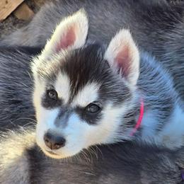 Mew - Black and white female Siberian Husky puppy in Le Sueur, Minnesota from Tevana Siberians LLC