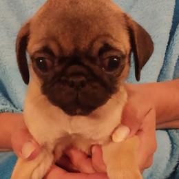 Boy 6 - Fawn male Pug puppy in Gadsden, Alabama from Gadsden Pugs