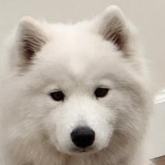 Katia - Samoyed
