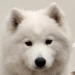 Katia - Samoyed