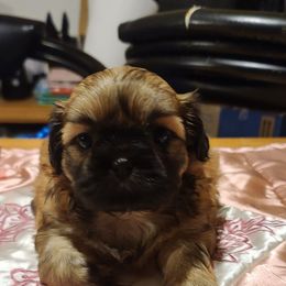 Puppy 2 - Tricolor female Shih Tzu puppy in Belleville, Michigan from Patricia's Heavenly Earth Angels