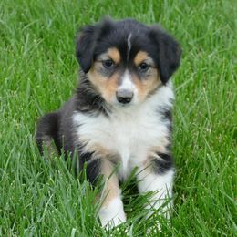 English Shepherd Puppies from Oerly's English Shepherds