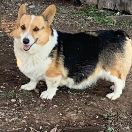 Charlotte - Pembroke Welsh Corgi