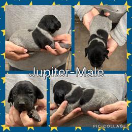 Jupiter - Black roan male German Shorthaired Pointer puppy in Pierz, Minnesota from RFP Pointers German Shorthaired Pointers