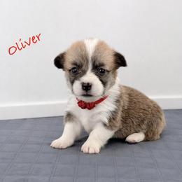 Oliver - Red male Pembroke Welsh Corgi puppy in Yulee, Florida from Pembroke Welsh Corgis at Belle Haven