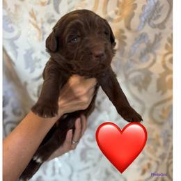Red - Brown male Newfoundland puppy in New Paris, Ohio from Beatty Newfies