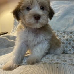 Jessie AKC registered - Fawn sable male Havanese puppy in Cochran, Georgia from Dean Supreme