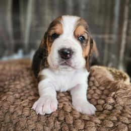 Clover - Black brown and white male Basset Hound puppy in Lone Jack, Missouri from Wee Little Bassets