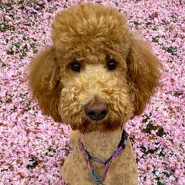 Snoop - Poodle