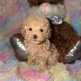 Latte - Apricot female Maltipoo puppy in San Diego, California from Maltipoos SD
