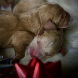 First Pick Male - Apricot male Goldendoodle puppy in Mc Arthur, California from California Golden Love