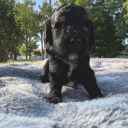 Glory - Black female Cockapoo puppy in Bedford, Iowa from Our Father’s Doodles