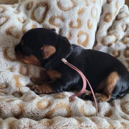 Lt Pink collar - Blue and gold female Yorkshire Terrier puppy in Dunedin, Florida from Cantlon Yorkshire Terriers