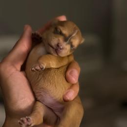 Belle - Red female Chihuahua puppy in High Point, North Carolina from Treasured Chihuahuas