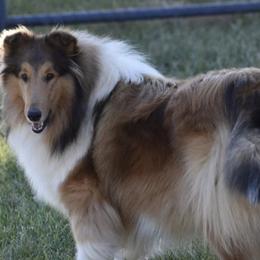 Margo - Collie