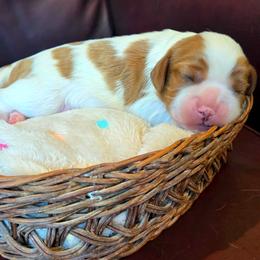 Milo - Blenheim male Cavalier King Charles Spaniel puppy in Paulden, Arizona from Nine Mile Cavaliers