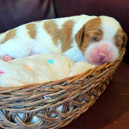 Milo - Blenheim male Cavalier King Charles Spaniel puppy in Paulden, Arizona from Nine Mile Cavaliers
