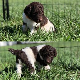Poodle Puppies from The Parti Collection